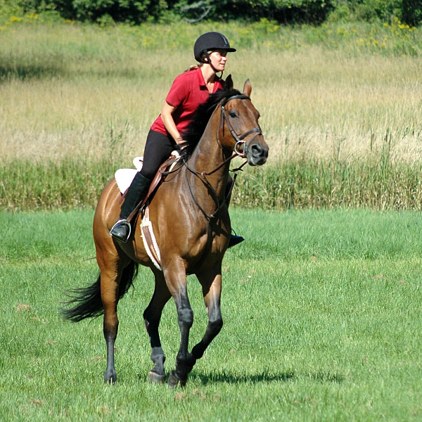 an English-style rider atop a handsome brown horse